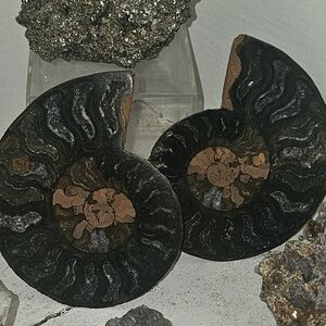 Ammonite Pair